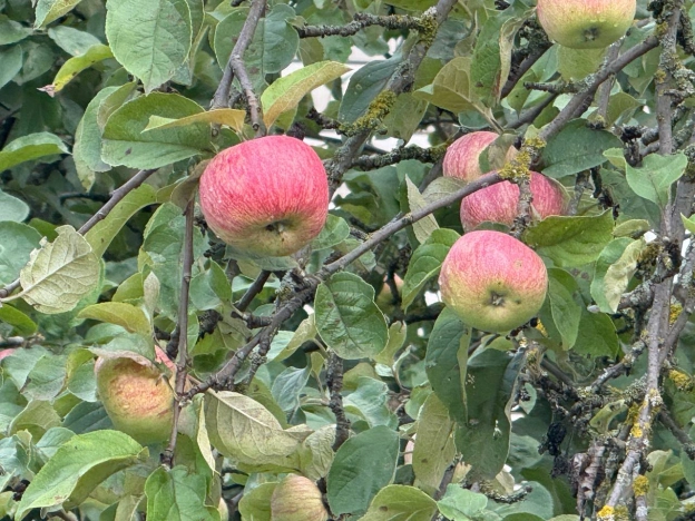 Купить дом в Рязани. Вариант № 2467199, 17, площадь - квм, цена 5200000 рублей