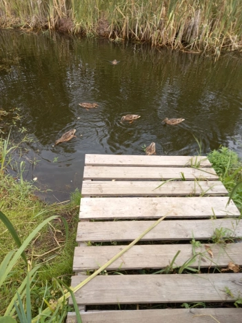 Купить дачу в Новосибирске. Вариант № 8910504, 16, площадь -  квм, цена 1950000 рублей