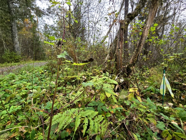 Купить земельный участок в Республике Карелия. Вариант № 6174455, 10, площадь -  квм, цена 8700000 рублей