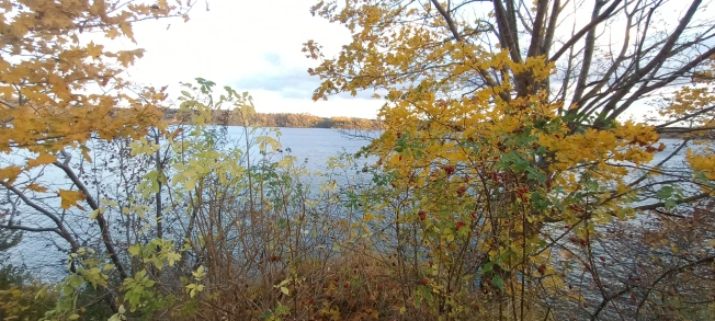 Купить земельный участок в Калининграде. Вариант № 8387538, 0, площадь -  квм, цена 7000000 рублей