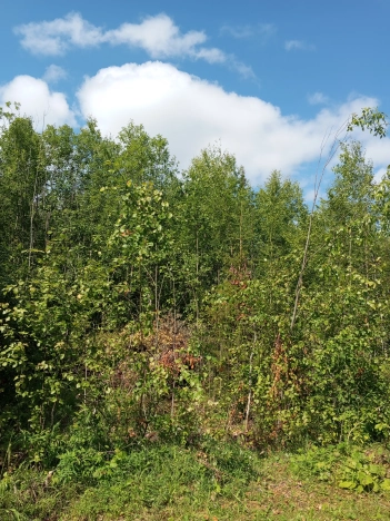 Купить земельный участок в Республике Коми. Вариант № 1251216, 1, площадь -  квм, цена 120000 рублей