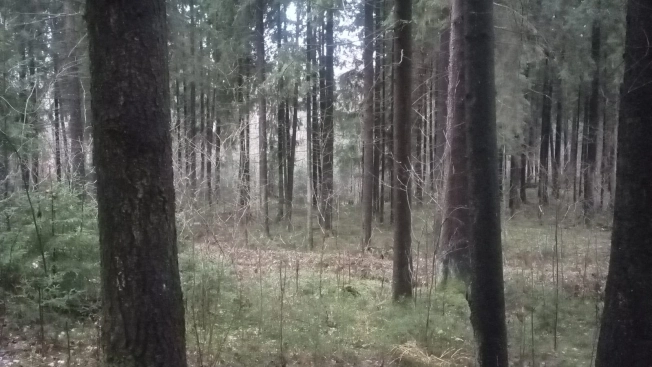 Купить земельный участок на улице Гоголя в Всеволожске. Вариант № 17441, 2, площадь -  квм, цена 81000000 рублей