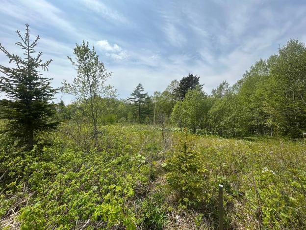 Купить земельный участок в Южно-Сахалинске. Вариант № 41508, 2, площадь -  квм, цена 500000 рублей