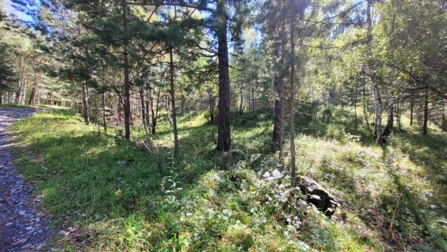 Купить земельный участок в Алтайском крае. Вариант № 2595273, 0, площадь -  квм, цена 16500000 рублей