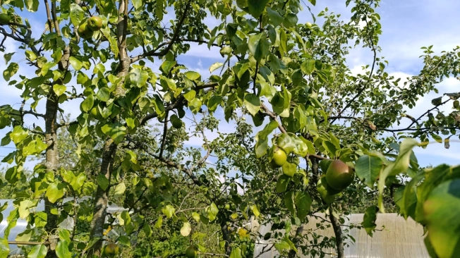 Купить дачу в Коврове. Вариант № 53853, 5, площадь -  квм, цена 400000 рублей
