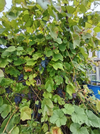 Купить дом на улице Кирова в Нижегородской области. Вариант № 3091167, 11, площадь -  квм, цена 600000 рублей