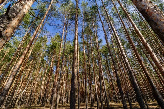 Купить дом в Лакинске. Вариант № 1686, 18, площадь -  квм, цена 44950000 рублей