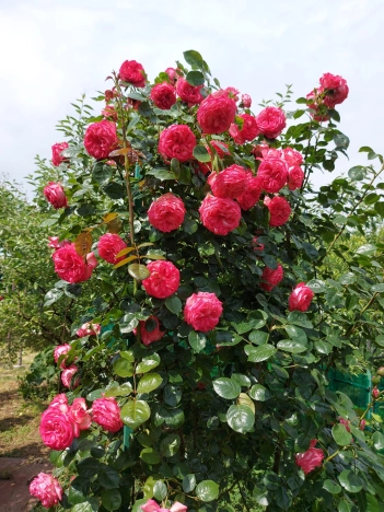 Купить дом на улице 1 Мая в Керчи. Вариант № 910200, 27, площадь -  квм, цена 20000000 рублей