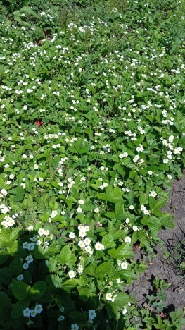 Купить дачу в Воронеже. Вариант № 42925, 18, площадь - квм, цена 2100000 рублей