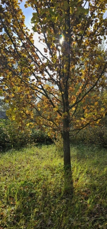 Купить дачу в Коврове. Вариант № 7550034, 10, площадь -  квм, цена 700000 рублей