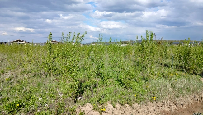 Купить земельный участок в Раменском. Вариант № 13614, 1, площадь -  квм, цена 1300000 рублей