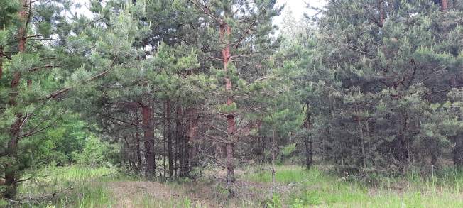 Купить земельный участок в Рязани. Вариант № 271320, 2, площадь -  квм, цена 1500000 рублей