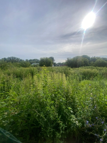 Купить дом на улице Садовая в Алтайском крае. Вариант № 1663395, 18, площадь -  квм, цена 1000000 рублей