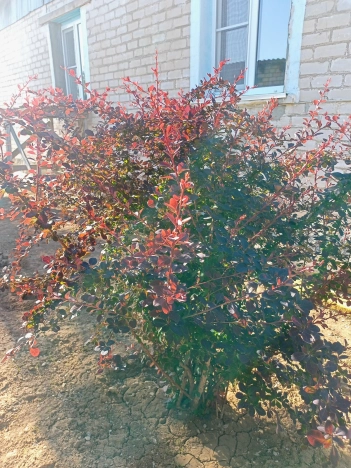 Купить квартиру на улице Коломейцева в Республике Калмыкия. Вариант № 8552516, 8, площадь -  квм, цена 800000 рублей