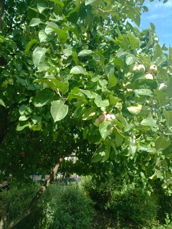 Купить земельный участок в Новосибирске. Вариант № 1506141, 8, площадь -  квм, цена 4100000 рублей