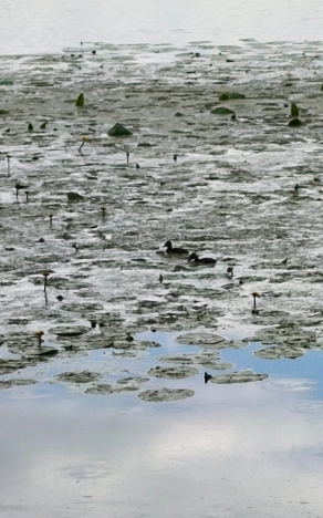 Купить дом на улице Набережная в Тюменской области. Вариант № 55828, 1, площадь -  квм, цена 500000 рублей