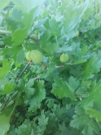 Купить земельный участок в Владимире. Вариант № 5848322, 8, площадь -  квм, цена 1100000 рублей