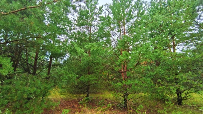 Купить земельный участок на улице Журавлиха в Владимире. Вариант № 44659, 14, площадь -  квм, цена 2000000 рублей