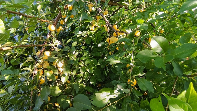 Купить дом в Микрорайоне Восточный, Тобольск в Тобольске. Вариант № 22430, 27, площадь -  квм, цена 15000000 рублей