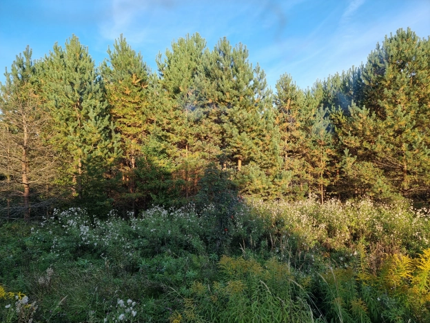 Купить земельный участок в Коврове. Вариант № 4850852, 15, площадь -  квм, цена 800000 рублей