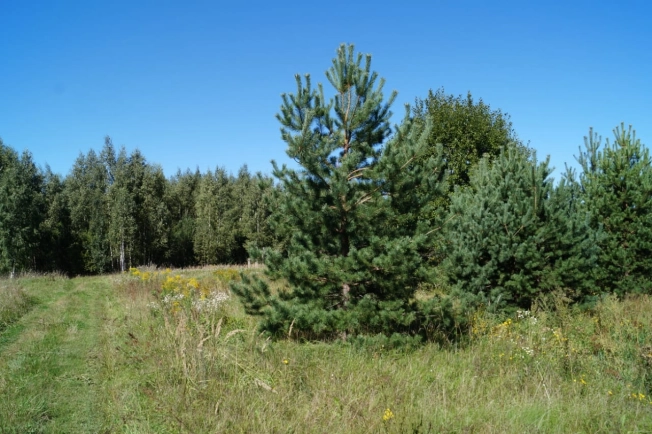 Купить земельный участок в Гусь-Хрустальном. Вариант № 4051, 5, площадь -  квм, цена 380000 рублей