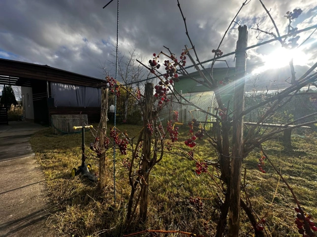 Купить земельный участок в Калининграде. Вариант № 9458381, 25, площадь -  квм, цена 2500000 рублей
