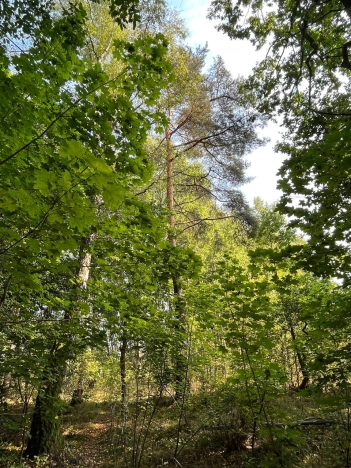 Купить земельный участок в Калининграде. Вариант № 14392, 9, площадь - квм, цена 5300000 рублей