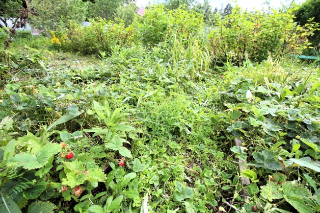 Купить земельный участок в Тульской области. Вариант № 12148, 8, площадь -  квм, цена 1599990 рублей