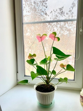 Купить комнату в Раменском. Вариант № 8979922, 3, площадь -  квм, цена 2800000 рублей