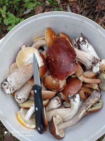 Купить дом в Санкт-Петербурге. Вариант № 1622464, 23, площадь -  квм, цена 4500000 рублей