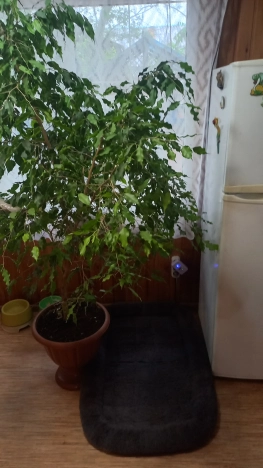 Купить дом на улице Садовая в Приморском крае. Вариант № 8384, 41, площадь -  квм, цена 12500000 рублей