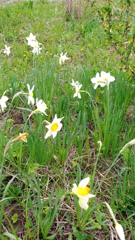 Купить дачу в Владимирской области. Вариант № 1588235, 15, площадь -  квм, цена 800000 рублей