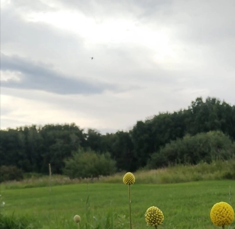 Купить земельный участок в Новосибирске. Вариант № 6627870, 0, площадь -  квм, цена 750000 рублей