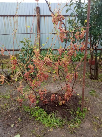 Купить дом на улице Карла Маркса в Тюменской области. Вариант № 1175, 12, площадь -  квм, цена 7000000 рублей