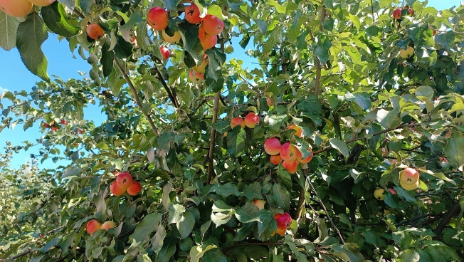 Купить дом в Микрорайоне Восточный, Тобольск в Тобольске. Вариант № 22430, 12, площадь -  квм, цена 15000000 рублей