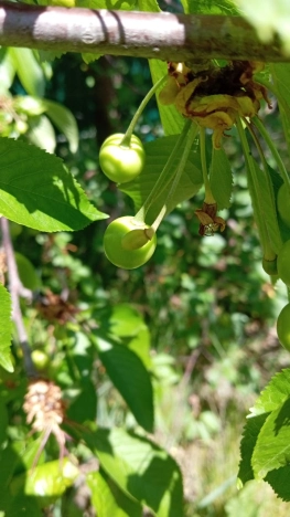 Купить дачу в Воронеже. Вариант № 42925, 19, площадь - квм, цена 2100000 рублей