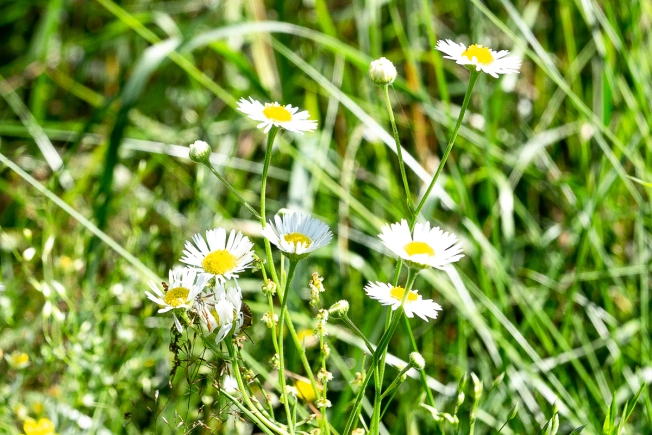 Купить земельный участок на улице Журавлиха в Владимире. Вариант № 44659, 4, площадь -  квм, цена 2000000 рублей
