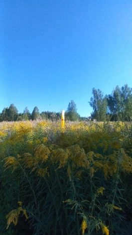 Купить земельный участок в районе Октябрьский в Владимире. Вариант № 2069481, 2, площадь -  квм, цена 1470000 рублей
