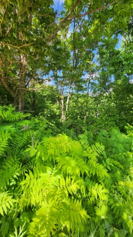 Купить земельный участок в Арсеньеве. Вариант № 9445, 5, площадь -  квм, цена 1000000 рублей