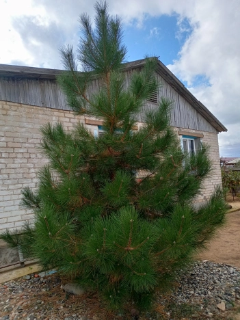 Купить квартиру на улице Коломейцева в Республике Калмыкия. Вариант № 8552516, 7, площадь -  квм, цена 800000 рублей