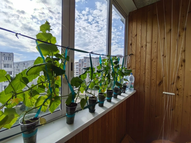 Купить трехкомнатную квартиру в Калуге. Вариант № 8698, 10, площадь -  квм, цена 4997000 рублей