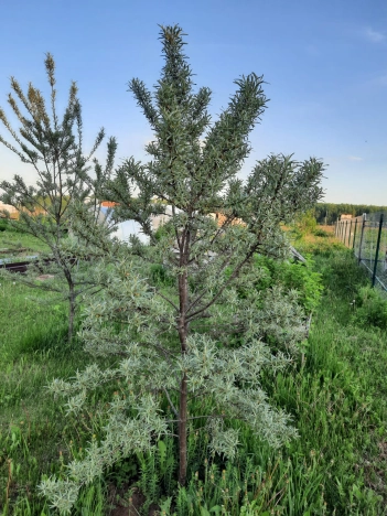 . Вариант № 1299679, 11, площадь -  квм, цена 1150000 рублей