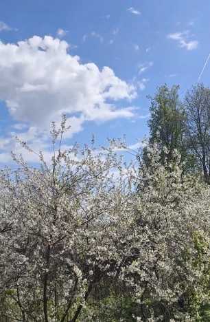 Купить земельный участок в Вязниках. Вариант № 5022, 2, площадь -  квм, цена 310000 рублей