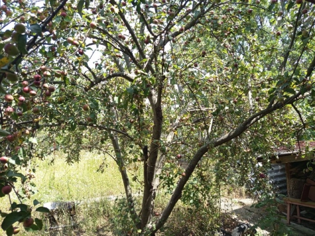 Купить дом в Краснодарском крае. Вариант № 10361678, 22, площадь -  квм, цена 5700000 рублей