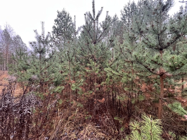 Купить земельный участок в Коврове. Вариант № 562251, 9, площадь -  квм, цена 580000 рублей