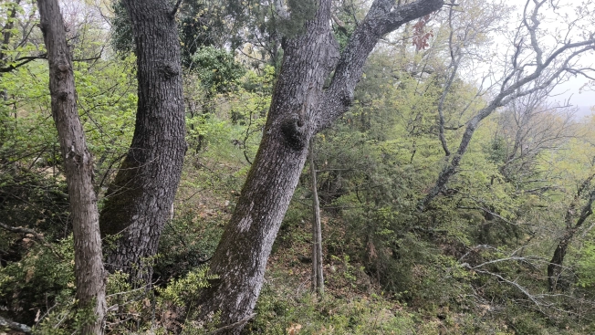 Купить земельный участок в Республике Крым. Вариант № 37787, 5, площадь -  квм, цена 2000000 рублей