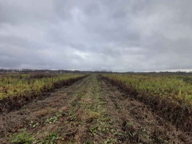 Купить земельный участок в Владимире. Вариант № 8104163, 4, площадь -  квм, цена 420000 рублей