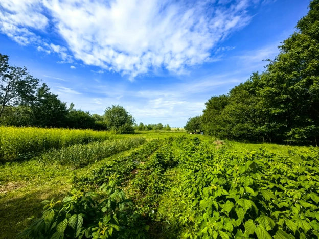 Купить дом в Зеленоградске. Вариант № 203767, 27, площадь -  квм, цена 10050000 рублей