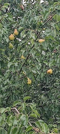 . Вариант № 3430535, 24, площадь - 97 квм, цена 6500000 рублей