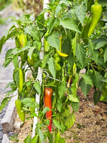 Купить дом в Калуге. Вариант № 14265, 16, площадь -  квм, цена 10450000 рублей